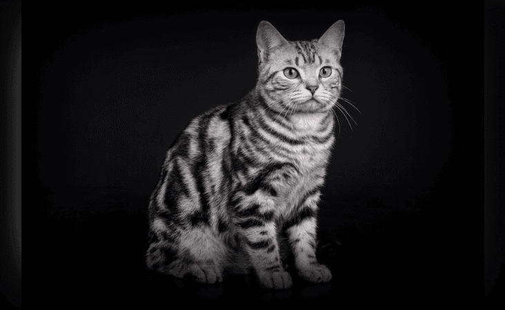 изображение статьи