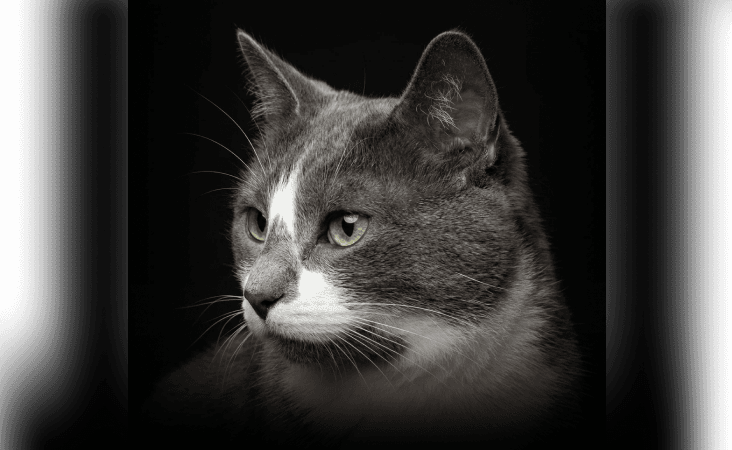 изображение статьи