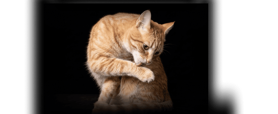 Какие витамины нужны кошке?