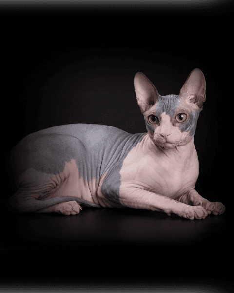 Изображение в соседней колонке