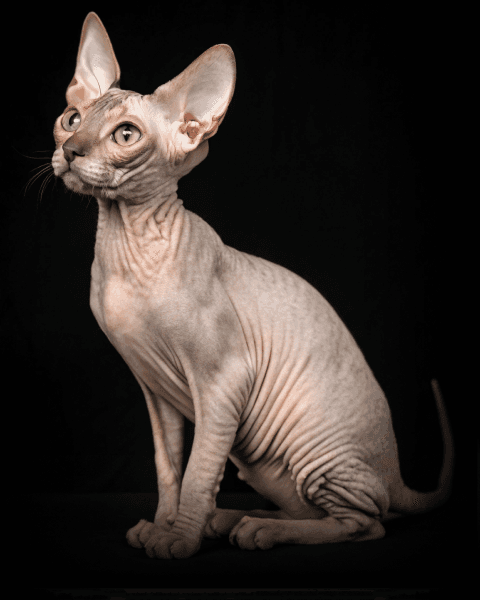 Изображение в соседней колонке