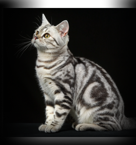 изображение статьи