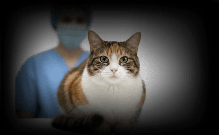 изображение статьи