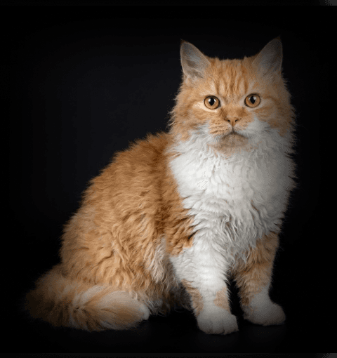 Изображение в соседней колонке