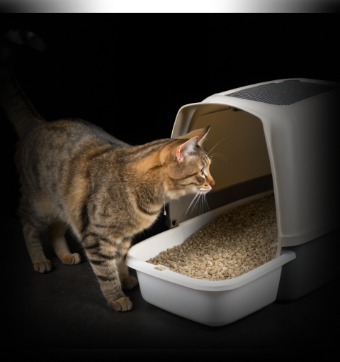 Изображение в соседней колонке