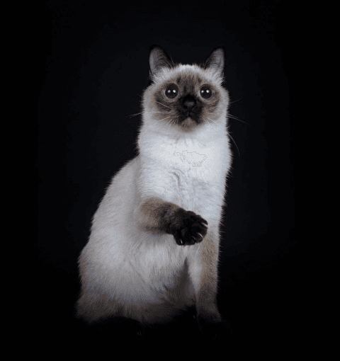 Изображение в соседней колонке