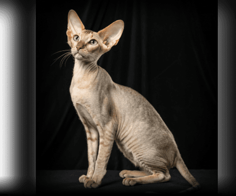 Изображение в соседней колонке