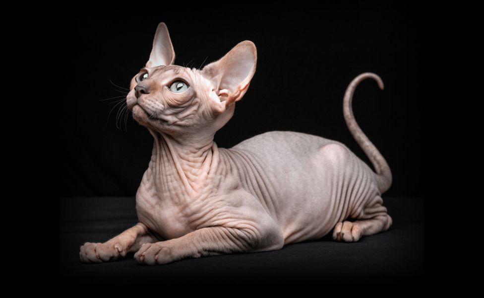 Главное изображение статьи