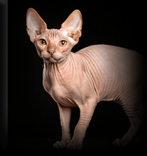 Изображение в соседней колонке