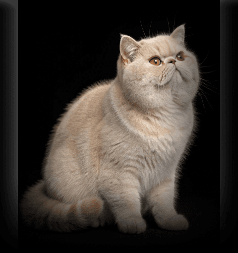 Изображение в соседней колонке