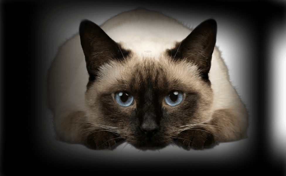 Главное изображение статьи