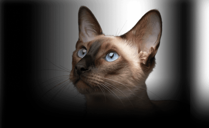 изображение статьи