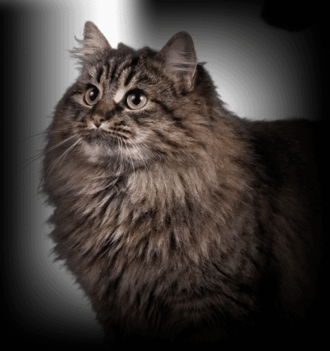 Изображение в соседней колонке