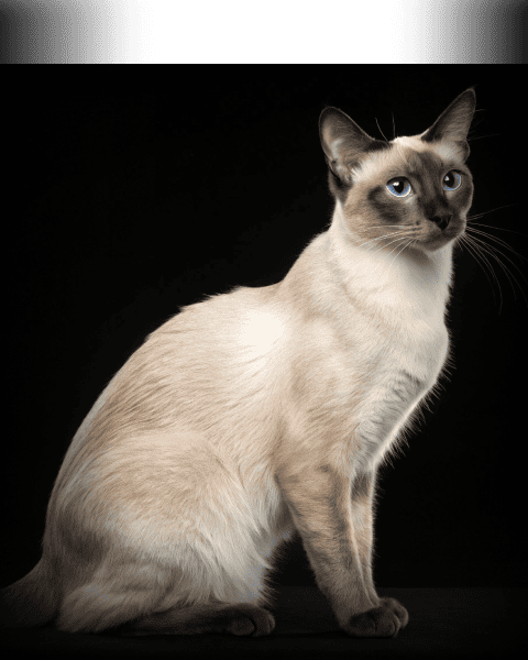 Изображение в соседней колонке