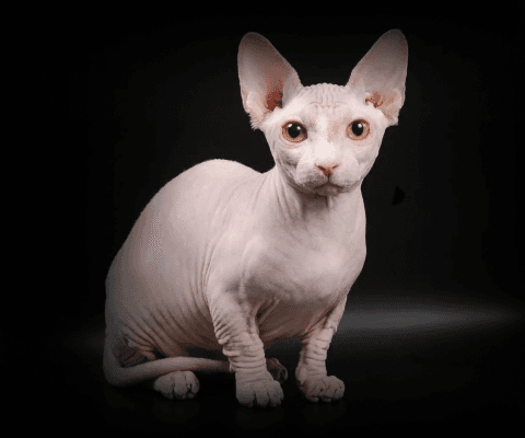 Изображение в соседней колонке