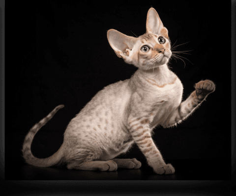 Изображение в соседней колонке