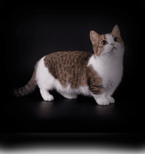 Изображение в соседней колонке