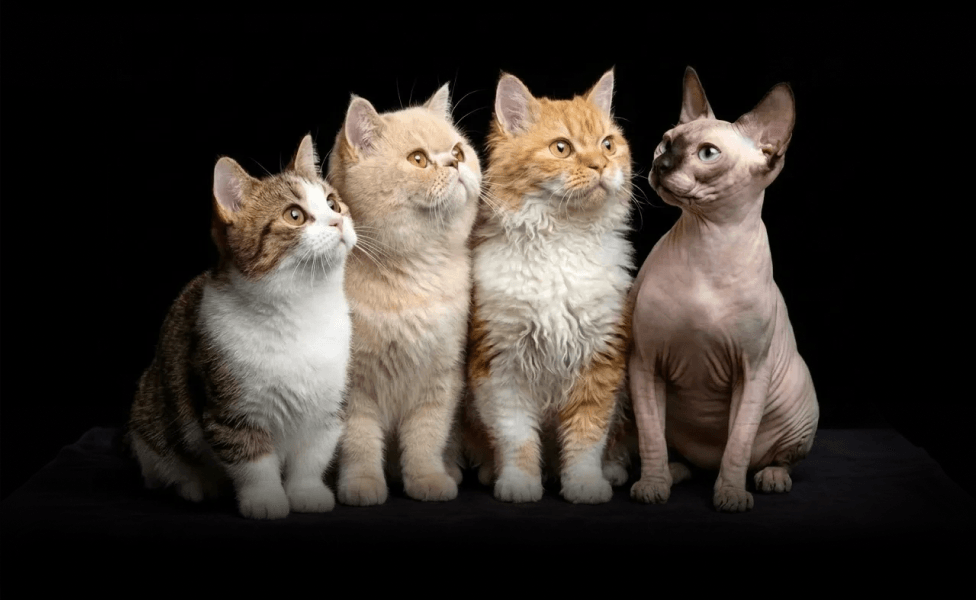 Главное изображение статьи