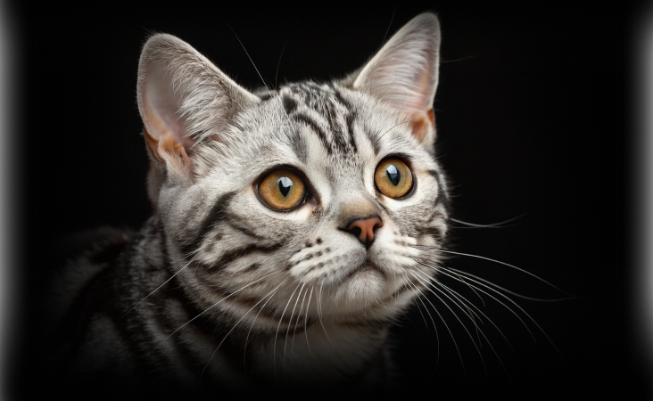 изображение статьи