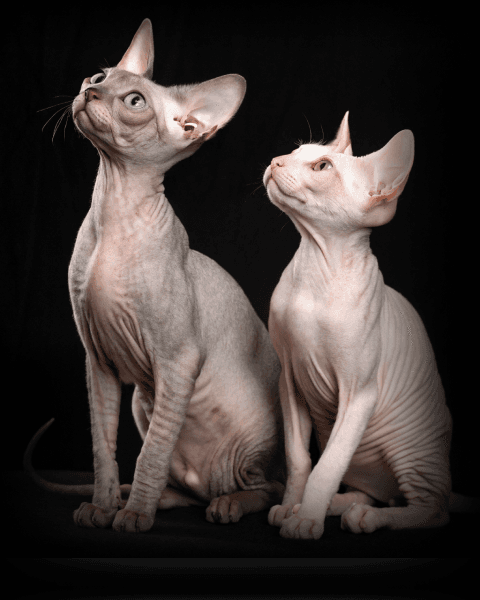 Изображение в соседней колонке