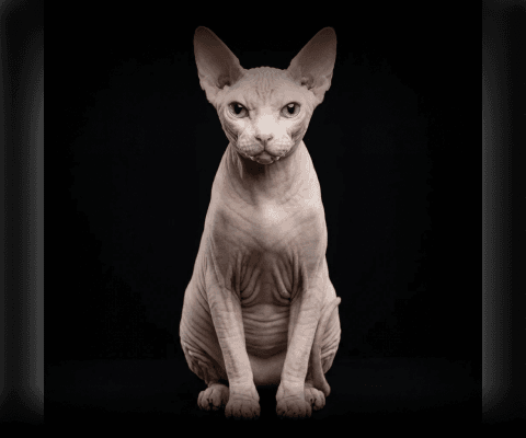 Изображение в соседней колонке