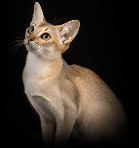 Изображение в соседней колонке