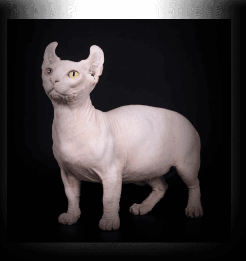 Изображение в соседней колонке