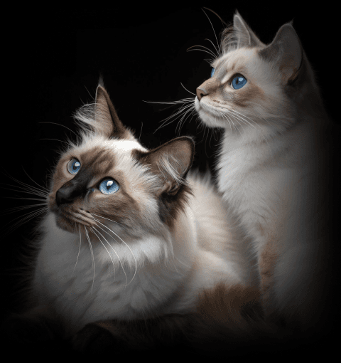 Изображение в соседней колонке