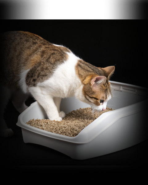 Изображение в соседней колонке