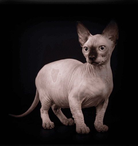 Изображение в соседней колонке