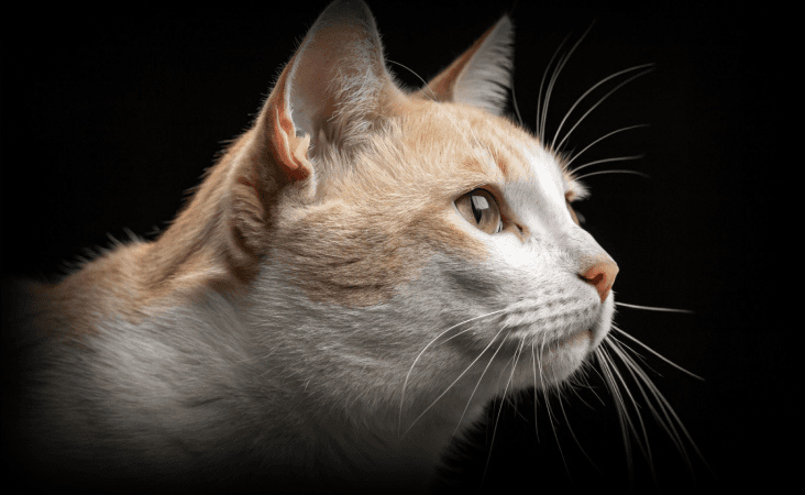 изображение статьи