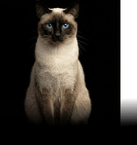 Изображение в соседней колонке