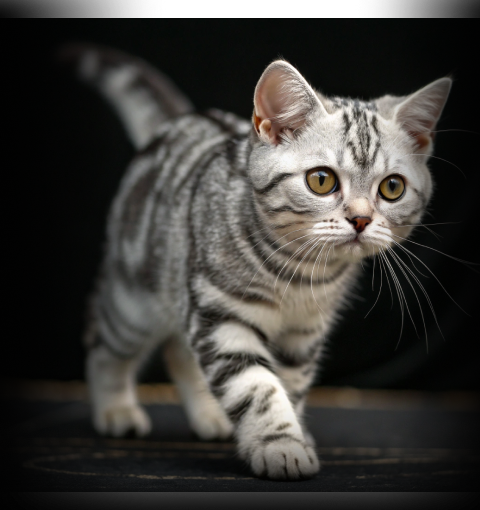 Изображение в соседней колонке