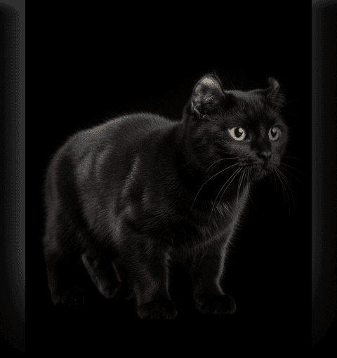 Изображение в соседней колонке