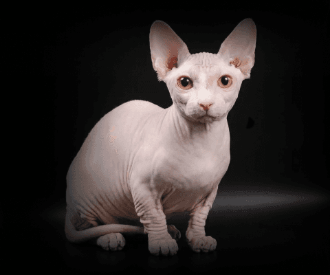 Изображение в соседней колонке