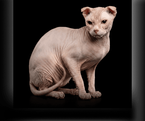 Изображение в соседней колонке