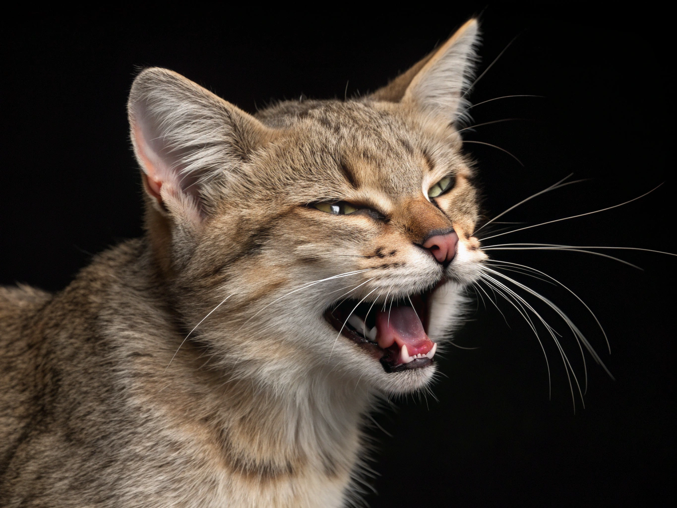 Главное изображение статьи