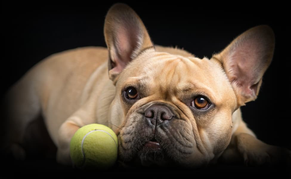Как кормить французского бульдога?
