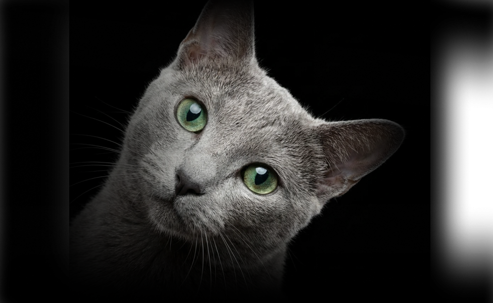 Нужно ли чистить уши кошке?