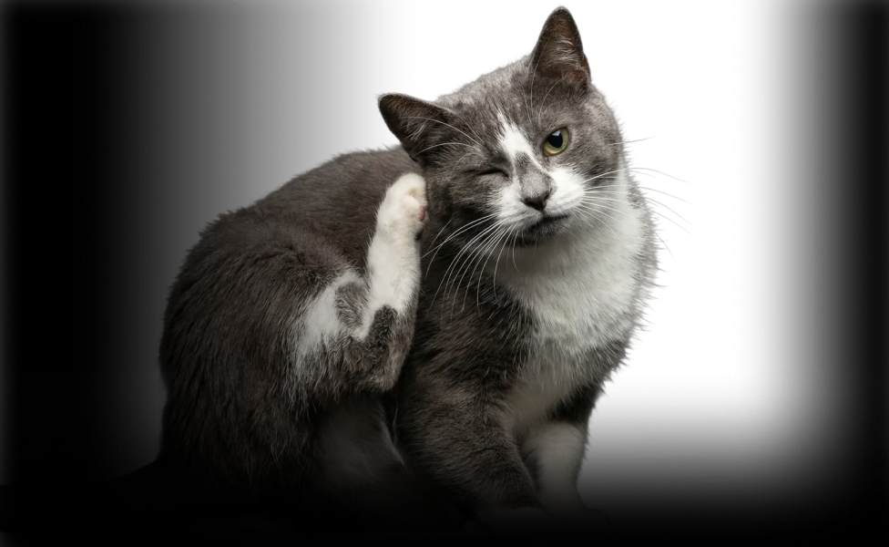 Кот чешет голову и уши: что делать?