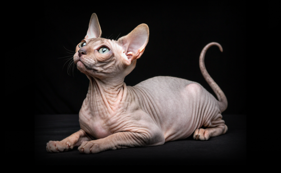 Бесшерстные кошки
