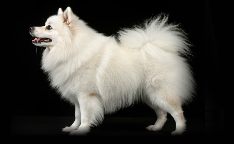 Японский шпиц