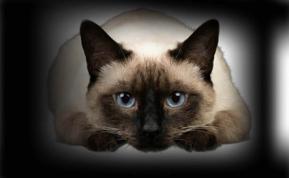 Бывают ли гипоаллергенные кошки?