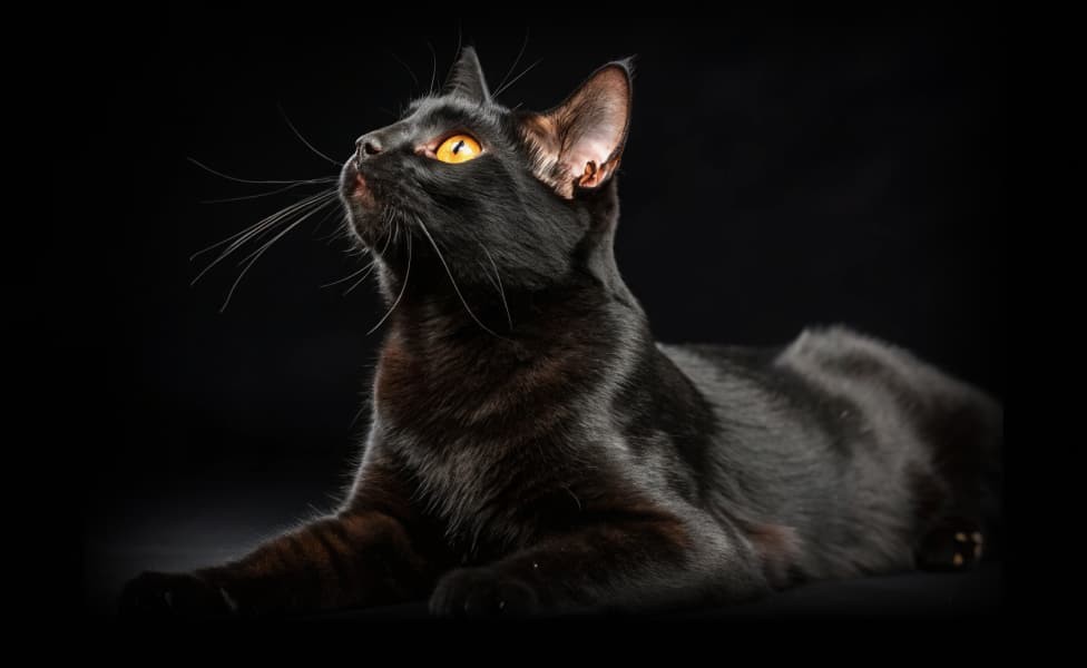 Бомбейская кошка