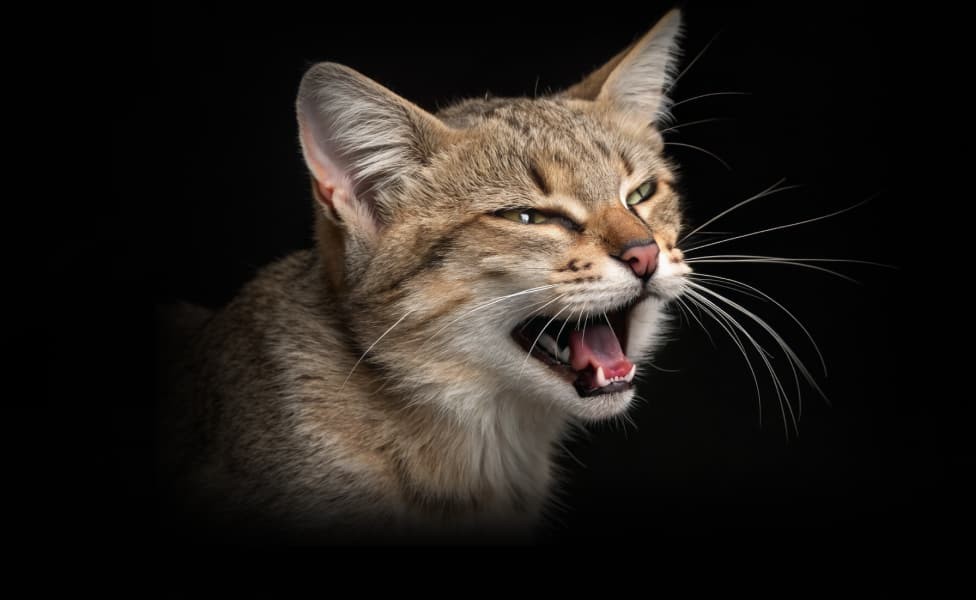 Почему кошка шипит на хозяина?