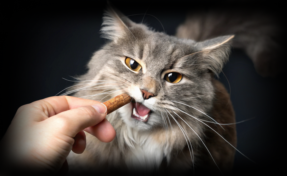 Зубы кошки