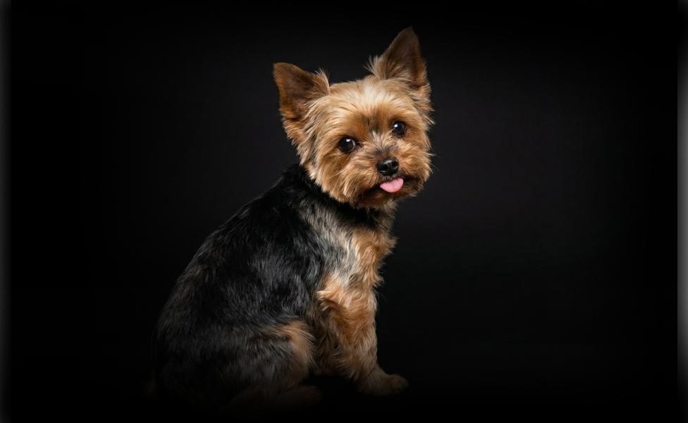 Чем кормить йоркширского терьера?