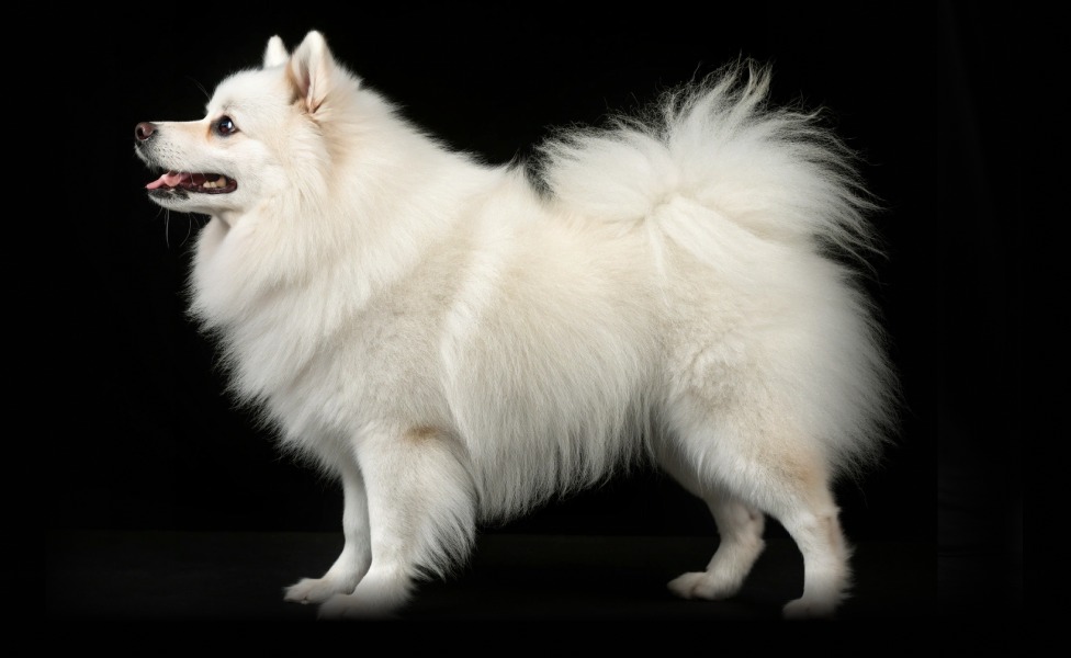 Японский шпиц