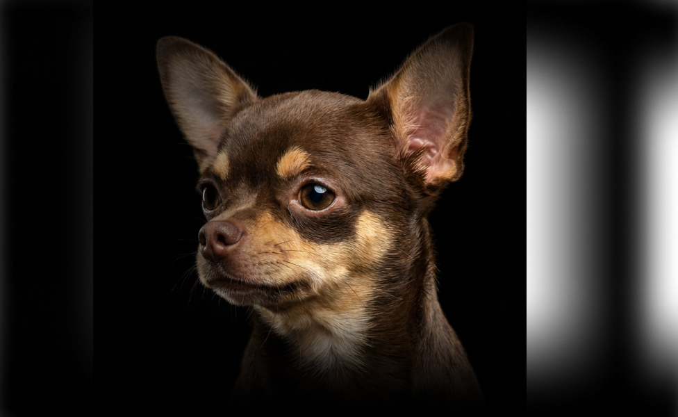 Чем кормить чихуахуа?