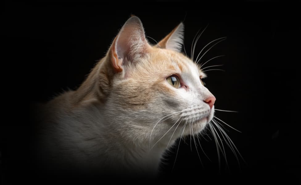 Как вытащить клеща у кота?